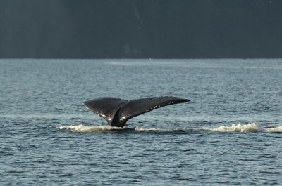 Humpback whale in Alberni Canal