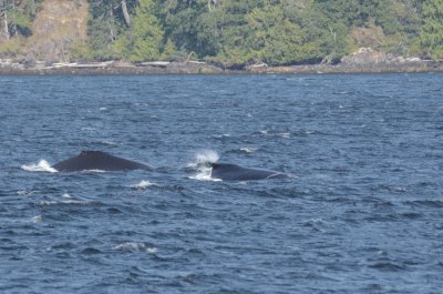 Humpback whale in Alberni Canal