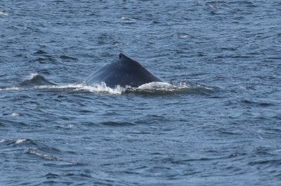 Humpback whale in Alberni Canal