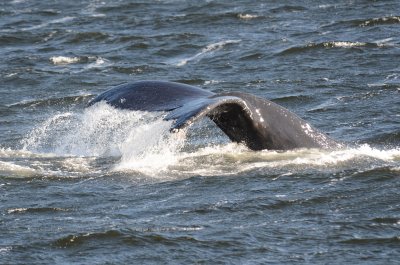 Humpback whale in Alberni Canal