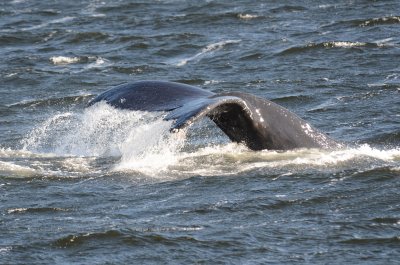 Humpback whale in Alberni Canal