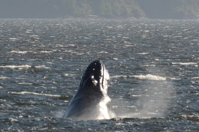 Humpback whale in Alberni Canal