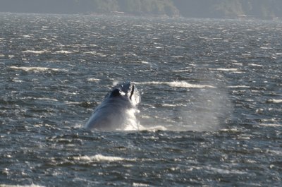 Humpback whale in Alberni Canal