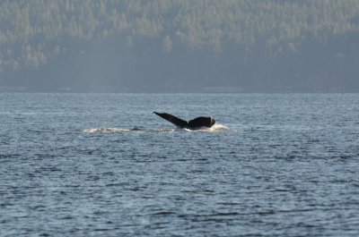 Humpback whale in Alberni Canal