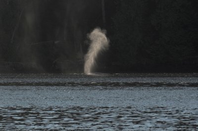 Humpback whale in Alberni Canal
