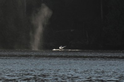 Humpback whale in Alberni Canal