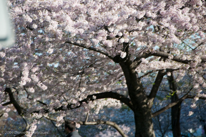 DS20090405_0361p.jpg