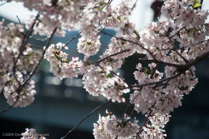 DS20090405_0869p.jpg