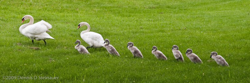 6/16/09 - Hup, toop, threep, four. Last one in is a rotten egg.<br><font size=3>ds20090616swans-0004_aw.jpg</font>