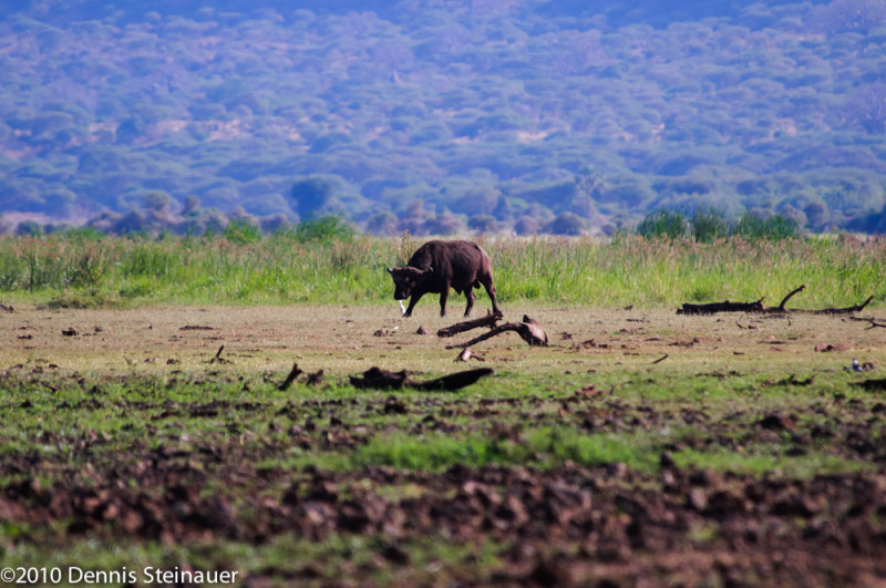 Solitary Cape Buffalo (Male)<br>ds20100628-0202w.jpg