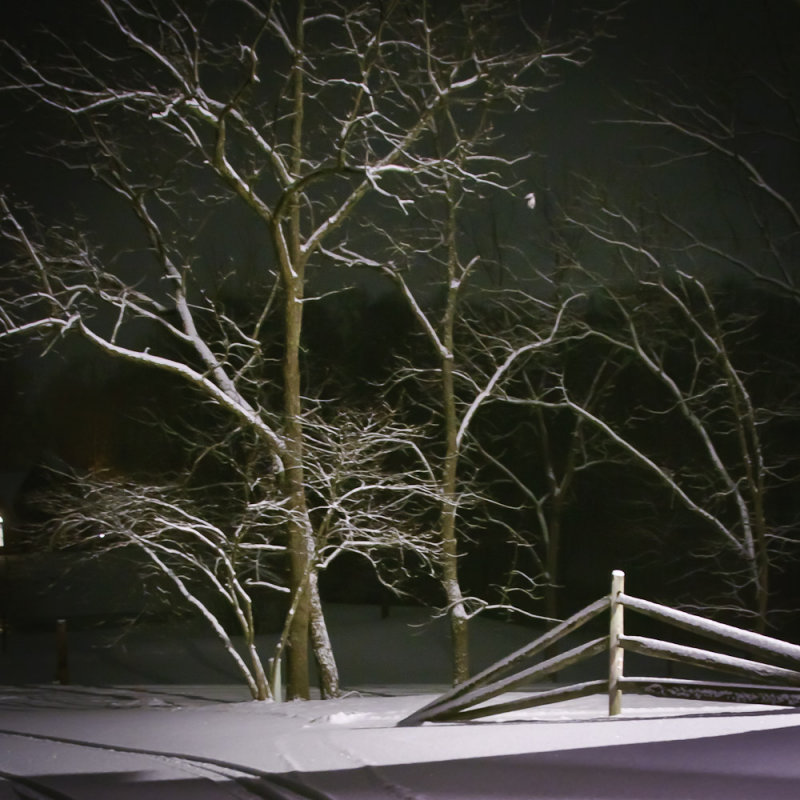 1-11-11 Tree in Snow<br><font size=3> ds20110111-0002.jpg</font>