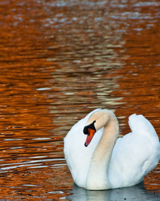 2/6/09 - Swan on Sunset Pond<br><font size=3>DS20090206_0013p.jpg</font>