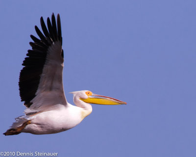 Great White Pelicansds20100628-0189w.jpg