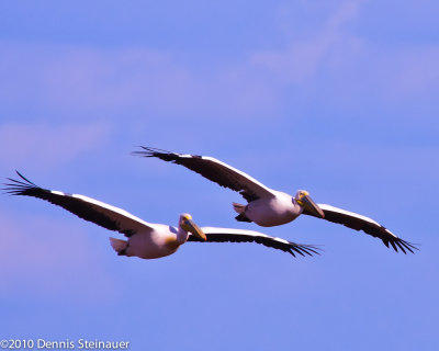 Great White Pelicans<br>ds20100628-0196w.jpg