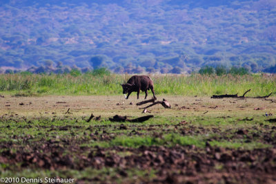 Solitary Cape Buffalo (Male)<br>ds20100628-0202w.jpg