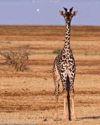 Giraffe Calf<br>ds20100628-0339w.jpg