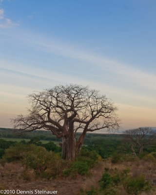 Baobab<br>ds20100628-0349w.jpg