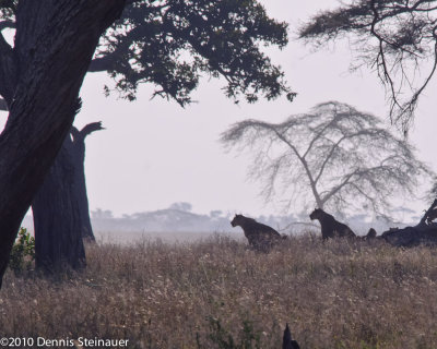 Lion mothers looking for breakfast<br>ds20100629a-0026w.jpg