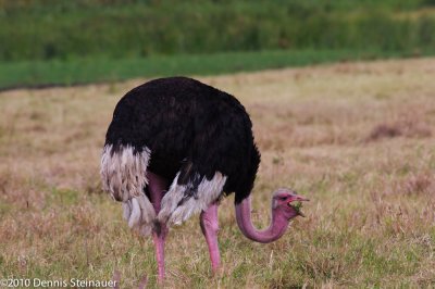 Male Ostrich (with sunburn)ds20100701-0694w.jpg