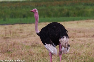 Male Ostrich (with sunburn)ds20100701-0698w.jpg