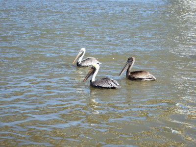 Local wildlife