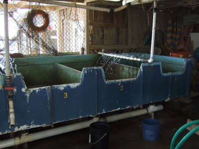 Shrimp farm behind the bar