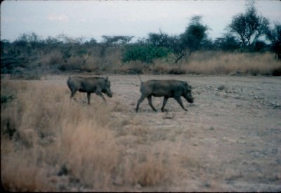 156.jpg