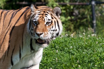 Toronto Zoo - August 2009