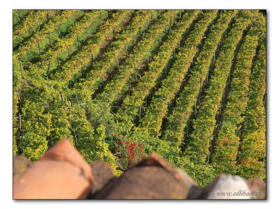 In the vineyard / Im Rebberg