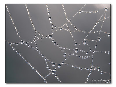 Spinnennetz / spider's web