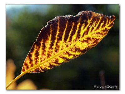 Herbstlaub / autumn foliage (8790)