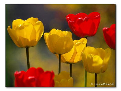 Tulpen / Tulipa gesneriana / tulips  (4030)