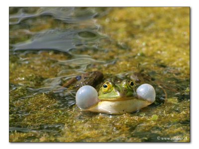 Wasserfrosch / water frog (4228)