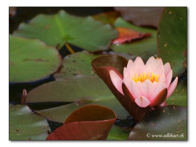 water lily / Seerose / Nymphaea (4267)