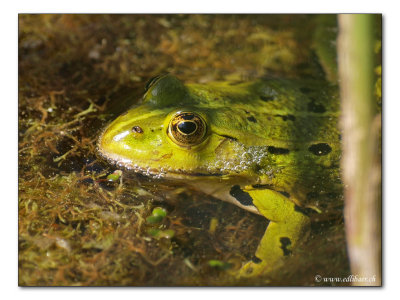 water frog / Wasserfrosch (4189)
