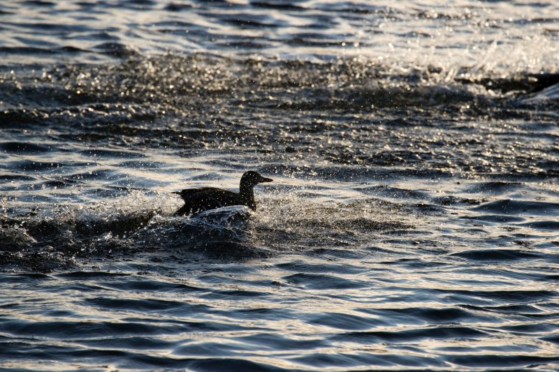 splashlanding70-300iso800-1600f8-300mm.jpg