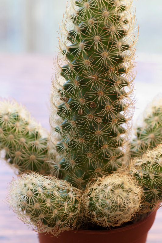sony100mm2secf11iso100-ACR.jpg