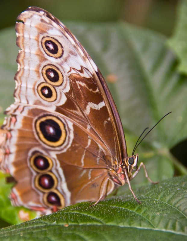 butterfly2.jpg