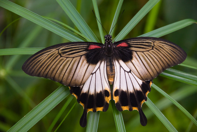 butterfly3.jpg