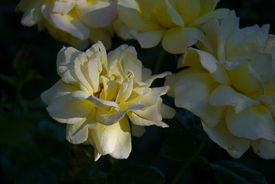 yellowroses.jpg