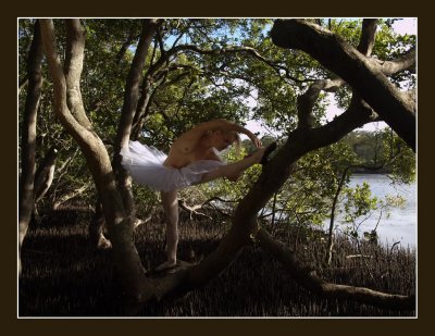 Mangrove Ballet