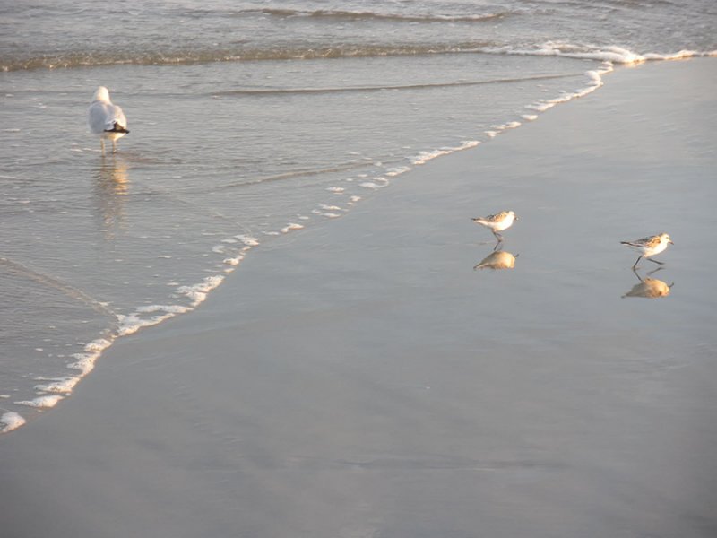 Ride to the Shore