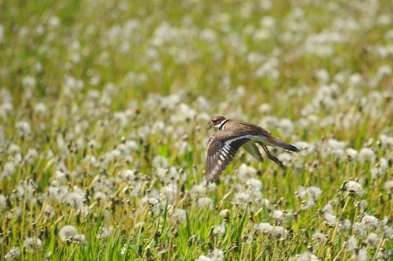 Killdeer Plover / Pluvier kildir