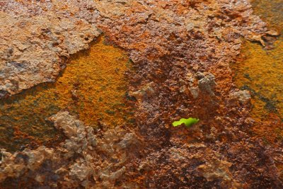 Pierre Joly PHOTOGRAPHE FocusNature