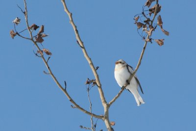 PLECTROPHANE (BRUANT) DES NEIGES * / SNOW BUNTING *