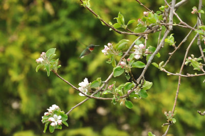 Ruby-throated Hummingbird / COLIBRI   GORGE RUBIS ( M )