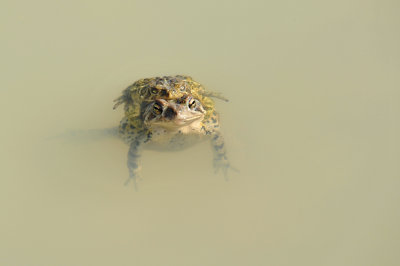 Crapeau d'Amrique / Bufo americanus / Anaxyrus 