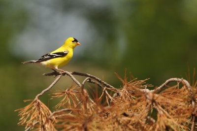 CHARDONNERET JAUNE / American Goldfinch