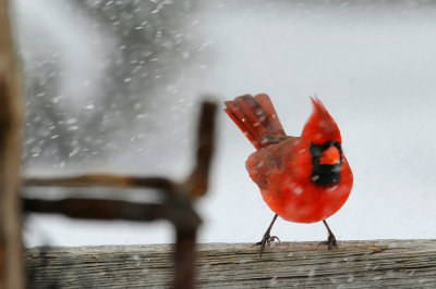 Northern Cardinal  / Cadinal rouge