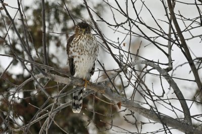 pervier de Cooper ( jeune ) / Cooper's Hawk